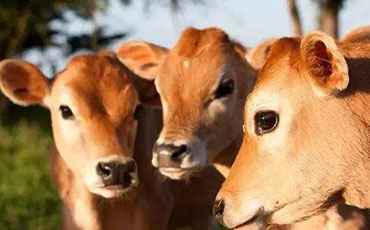 新東機械制冷罐冷藏鴨血，保障食品安全與品質(zhì)