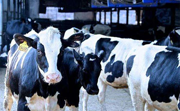 養(yǎng)牛多喂精料少喂粗料？喂再多也是白搭！