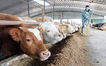 正確選擇犢牛島，夏日犢牛島管理建議