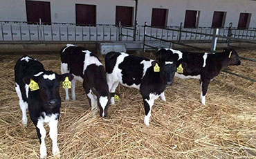 關(guān)于紫花苜蓿種植的關(guān)鍵十問(wèn)