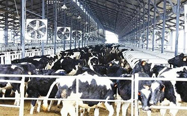 新東機(jī)械：為肯尼亞乳業(yè)賦能"牛奶制冷罐方案"