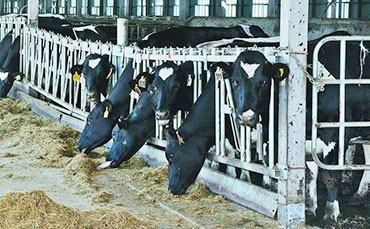 天潤新東移動擠奶車，讓奶牛擠奶廳“動”起來！