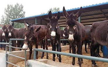 邢滿倉的生態(tài)牧場，搭上新東牛奶制冷
