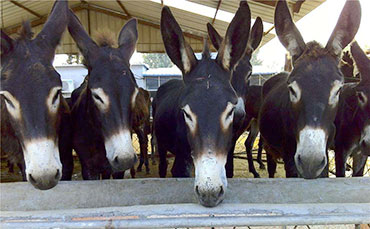 邢滿倉的生態(tài)牧場，搭上新東牛奶制冷罐“農(nóng)機(jī)補(bǔ)貼快車”