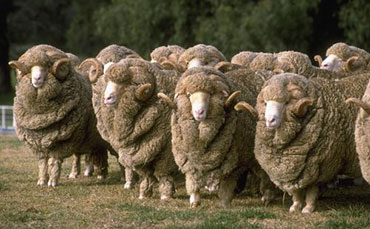 牧場管理之奶牛正常分娩知多少