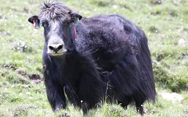 移動奶站跟著牧民跑 企業(yè)牧民雙贏發(fā)展