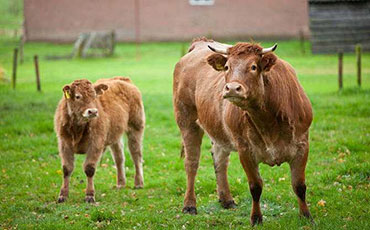 奶牛運輸有學問，怎么避免奶牛長途運輸應(yīng)激反應(yīng)？