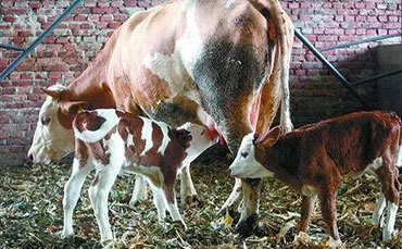 奶牛培育之青年牛需要更多的蛋白